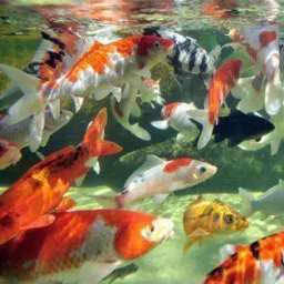 Venda de itens para aquário 🐠🐟