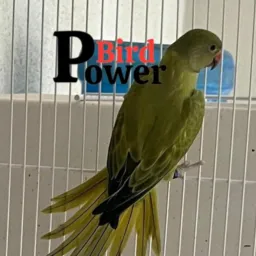 🦜Aves 100 % exóticas🦜bicos torto 🦜para todo Brasil🦜