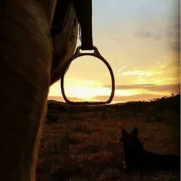 cavalos,Arreios,pilchas,animais diversos 🐑🐂🐎🐷