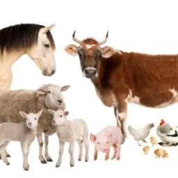 Venda e troca de animais🐔🦃🪿🐄🐎🐷🐐