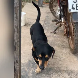 Doação e adoção de animais Colíder mt Ivete Carnelós