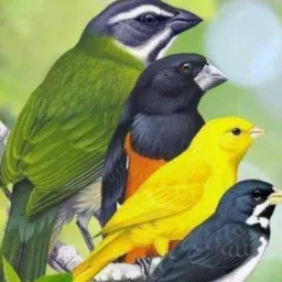 Grupo de catira ou venda de aves Ribeirão das Neves 🐦⬛🐦🦅