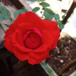 Cantinho das plantas 🌹