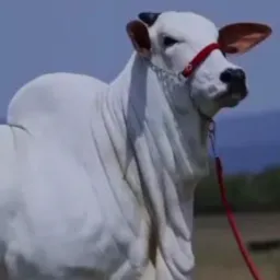 TRATO FEITO COMPRA VENDA E TROCAS DE ANIMAIS EM GERAL