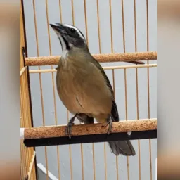 Ferino dos amigos sc aves