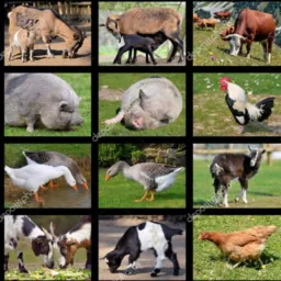 🐔 AGROTOP 🐕🐎🐄🐴🐖🦢🐔🦃🐓