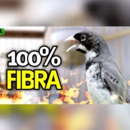 🦅”Coleira 100% Fibra 🐧