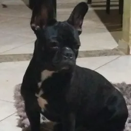 Criadores de pet de todas as regiões do interior de São Paulo