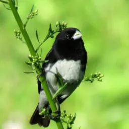 VENDA E TROCA de aves abc