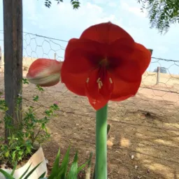 grupo das plantas