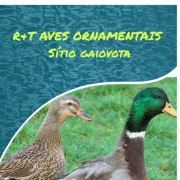 Grupo de Rifas RT Aves ornamentais 🦆