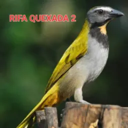 RIFAQUEXADA. 🚨🚨