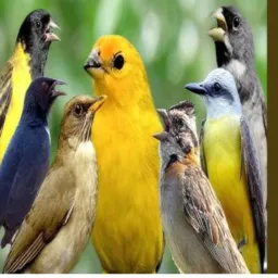 Pássaros araucária e região