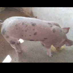 RIFA DE ANIMAIS E DINHEIRO (SAPÉ)