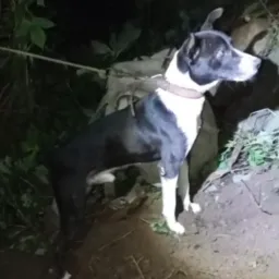 Rifa de um cachorro mestre no tatu 30 reais a dezena