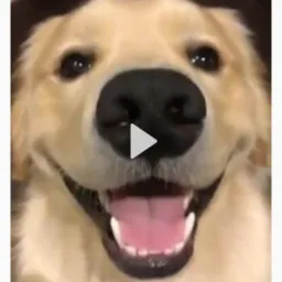 PETS SÃO CURAS