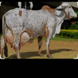 Produtores de leite Rondônia 🐄🐄
