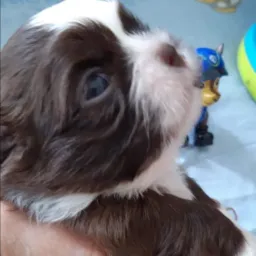 Pets todas raças Sorocaba e região 🐶