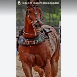 os  bons  das calvogadas