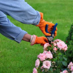 Curso de Jardinagem PMMM🌳🌳🌳