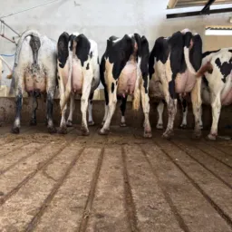 Rifa e venda de Bezerros e bezerra de alta genética leiteira