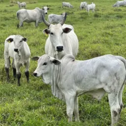 COMPRA E VENDA DE GADO BAEPENDI,CAXAMBU,SÃO LOURENÇO E REGIÃO 🐂🐄🐃🐎