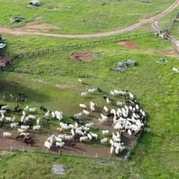 Compra e Venda de Bovino R.deMoura