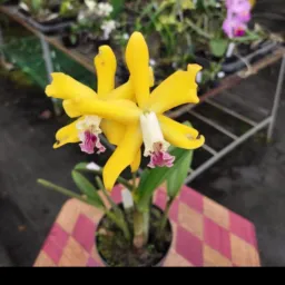 Flor de Liz Balsas