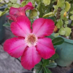 🌵🌻Venda de Plantas Tefé🌹🪷