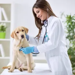 DIVULGA MOC SÓ VETERINÁRIOS