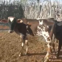 Rifa de duas novilhas de vaca e 800 reais