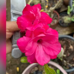 🌸🌺AMAMOS FLORES🌺🌸