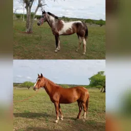 🍀 2° Rifa / concorrendo á duas égua 🍀