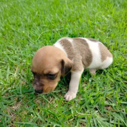 Pet jhones raças finas e raras