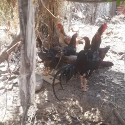 Cearazinho o rei das Galinhas compra e venda di áves 🦆🐤🐥🐣🐔🦚🦃🦢🦤🐓🪶🐰 obrigada por meu deus 🚚🚛🤠
