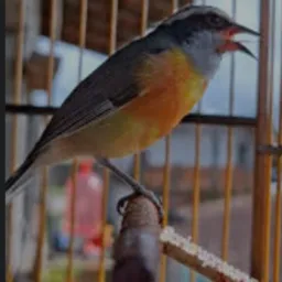 Sibite Nova Geração laranjinha 🍊 @ jb