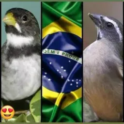 Ribeirão e região (016)
