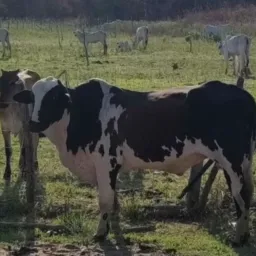RIFA DE 01 TOURO 1/2 NELORE, 1/2 ANGUS.