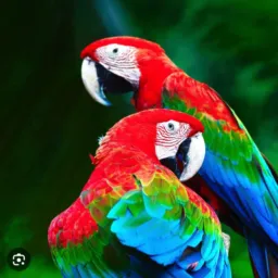 Melhores rolos São Gonçalo e Niterói 24 horas 🦅🦅