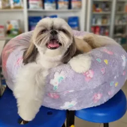 Pet Club 🐶🐱 Cães e Mimos