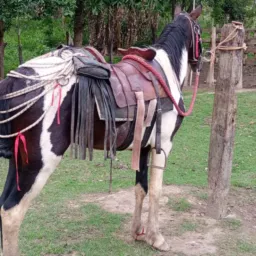 Breganha Aparecida SP