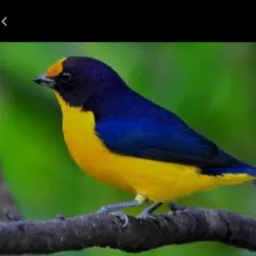 Grupo só pássaro 🐦 e animais e gaiola nada de objeto só aves e animais 🤝 só criadores dos bom