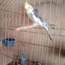 Rifa De Um Calopsita