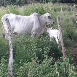 Grupo do gado de Alagoa grande 🐂