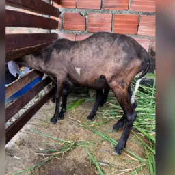 🍀25º RIFA DA OVELHA E 2 PIX🐏 🍀🤞🏽
