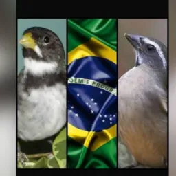ROLO E VENDAS DE AVES RJ🐧