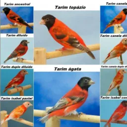 SOMENTE TARINS BELGAS PIN
