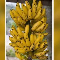 TUDO. Preço DE BANANA JOÃO MOLEVADE SÃO GONÇALO BARÃO DE COCAIS E REGIONAL