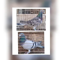 *RIFA 2 POMBOS RAÇA TIGU BARBACENA*