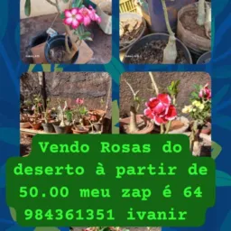 Amigos dos bairros Dom Miguel Valdeci Pires e bairros adjacentes